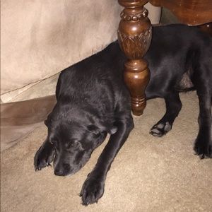 Meet your Posher, Dawn